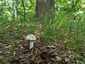 Fehér galóca (Amanita verna), Dél-Pest